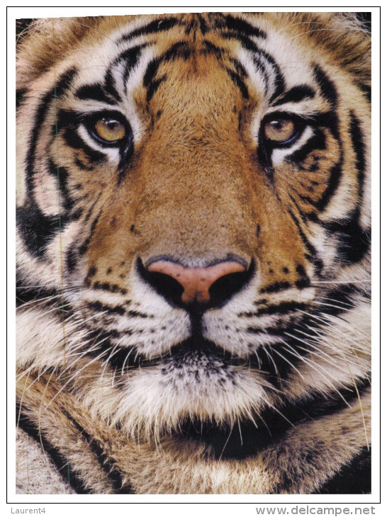 (760) WWF Tiger - Tigre - Tiger