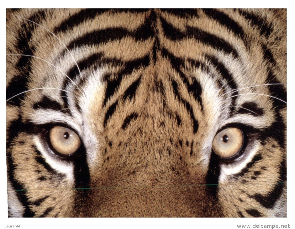 (760) WWF Tiger - Tigre (folding Card) - Tijgers