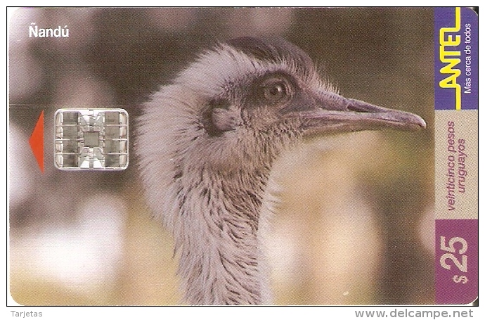 Nº 104 TARJETA DE UN PAJARO DE URUGUAY ÑANDU (BIRD) - Uruguay