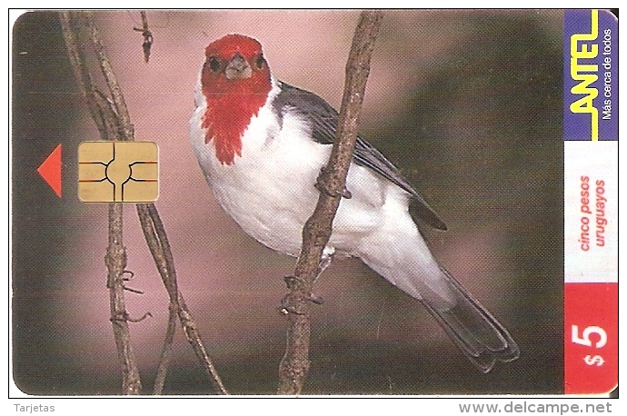 Nº 80 TARJETA PAJARO CARDENAL DE 5$ (BIRD) - Uruguay