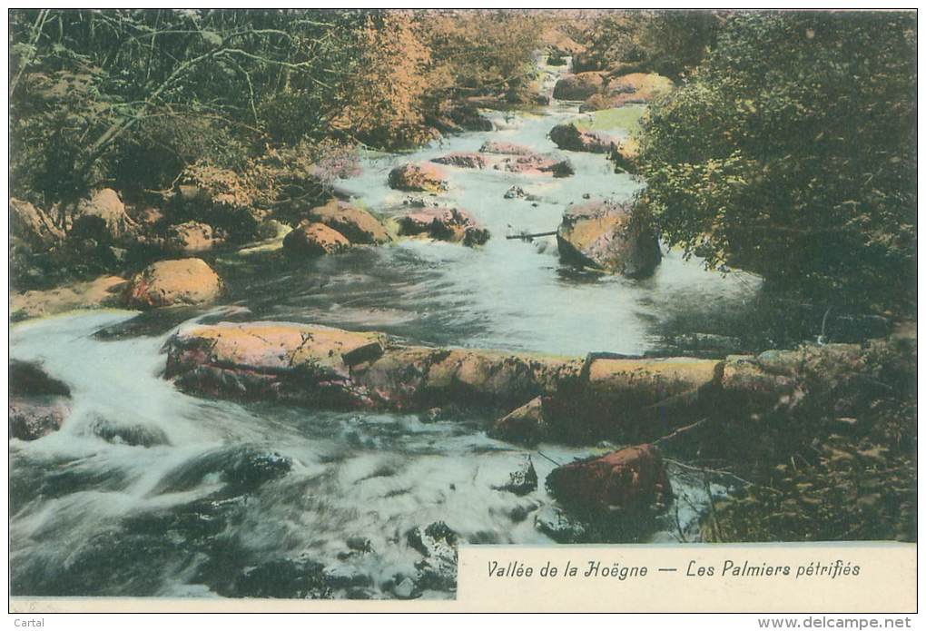 Vallée De La Hoëgne - Les Palmiers Pétrifiés - Waimes - Weismes