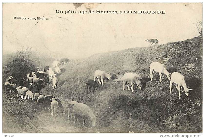 - Ref K 443 - Puy De Dome - Un Paturage De Moutons A Combronde - Mouton  - - Combronde