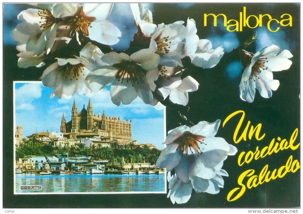 CPM - MALLORCA - PALMA - La Catedral (Siglo XIII) - Mallorca