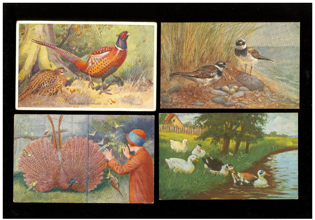 Beau Lot De 20 Cartes Postales De Fantaisie Volaille Poule Coq Dinde  Mooi Lot Van 20 Postkaarten Fantasie Gevogelte Hen - 5 - 99 Postcards