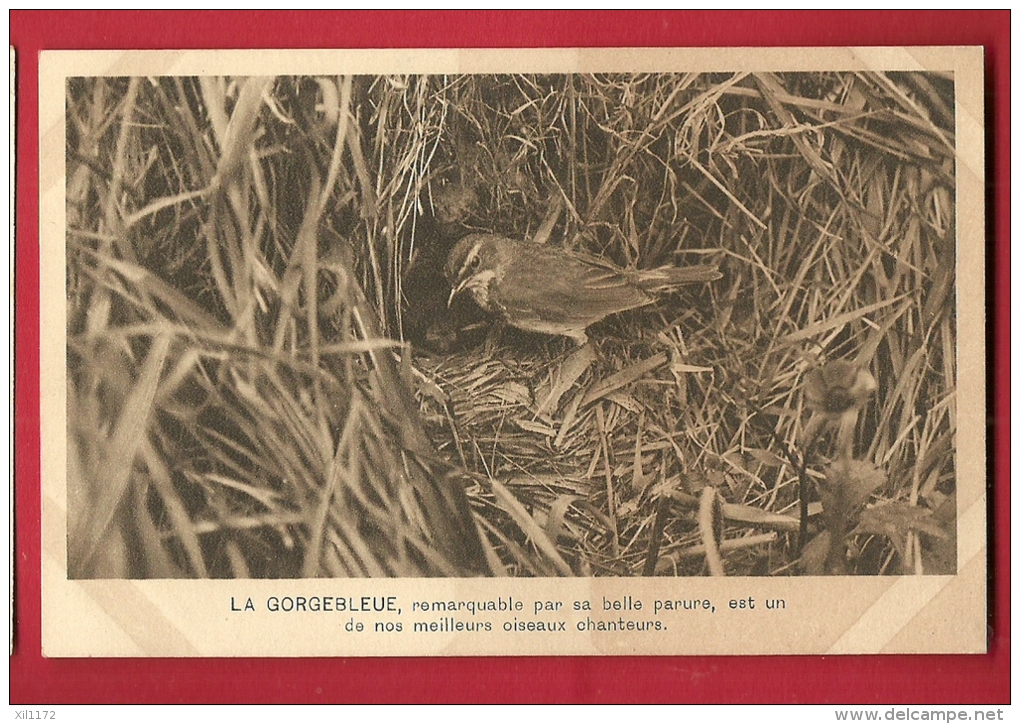 HAV-16  La Gorgebleue, Oiseau Chanteur.  Non Circulé - Uccelli