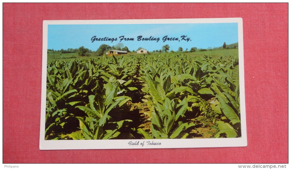 - Kentucky> Bowling Green  Field Of Tobacco   2086 - Bowling Green