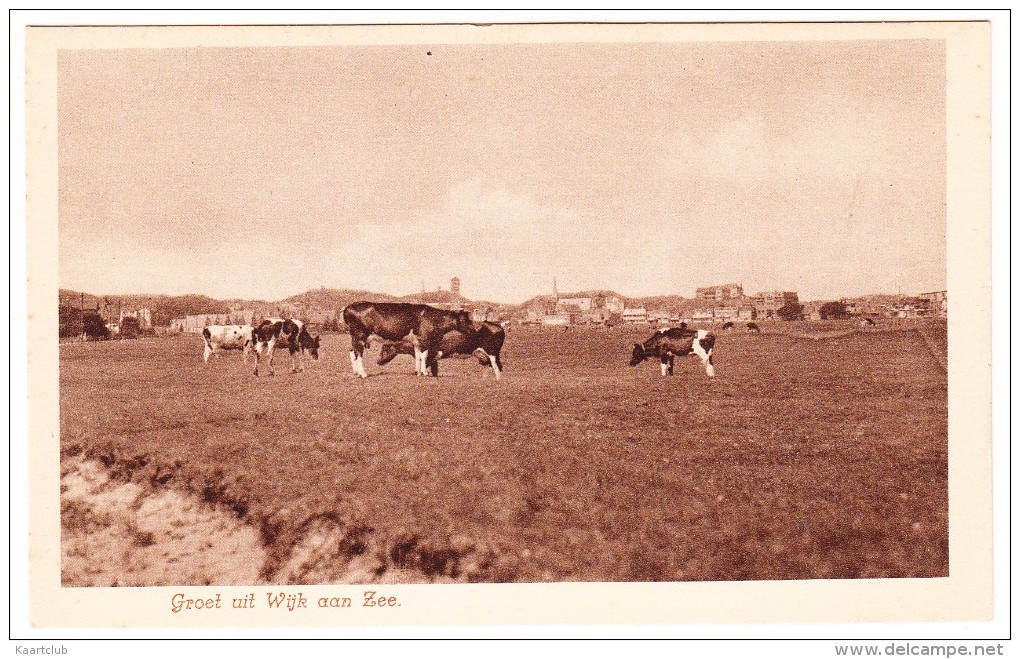 Groet Uit Wijk Aan Zee -  ( Grazende Koeien, Dorpsgezicht) -  Noord-Holland/Nederland - Wijk Aan Zee