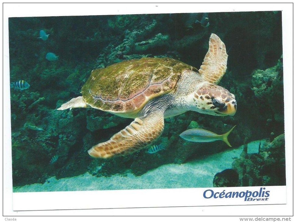 14744 - AQUARIUM OCEANOPOLIS BREST - TORTUE CARETTE OU CAOUANNE - Tortugas