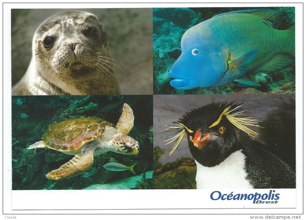 14745 - AQUARIUM OCEANOPOLIS BREST - TORTUE  - PHOQUE- MANCHOT GORFOU - POISSON NAPOLEON - Turtles