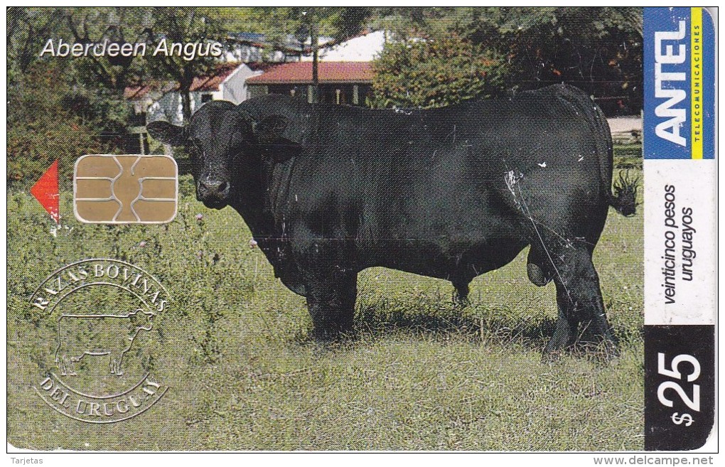 Nº 429 TARJETA RAZAS BOVINAS BERDEEN ANGUS (VACA) - Uruguay