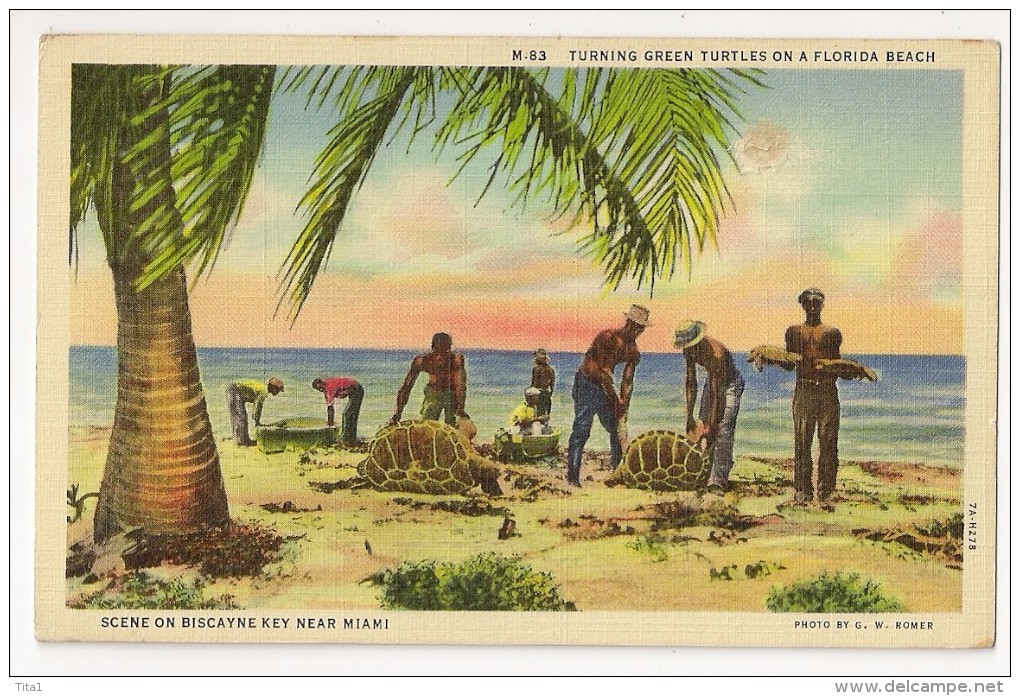 T989 - Nr 83 - Turning Green Turtles On A Florida Beach - Scene On Biscayne Key Near Miami - Key West & The Keys