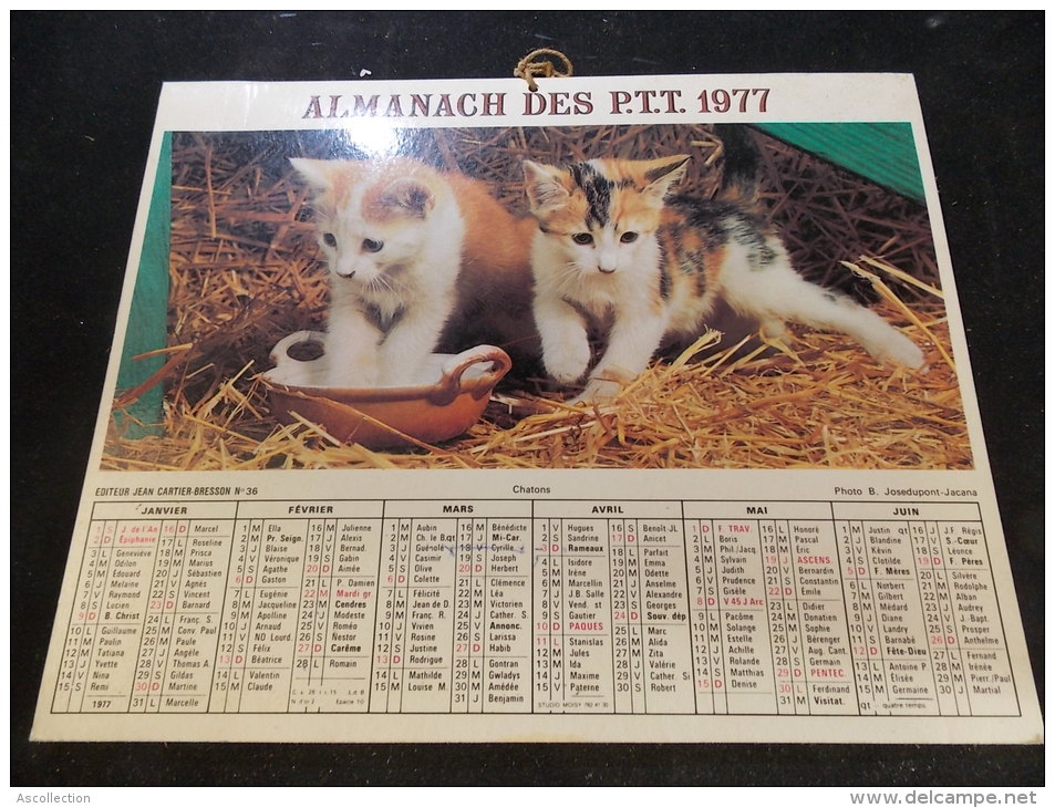 Calendrier Des Postes PTT 1977 Chatons Cygne - Grand Format : 1971-80