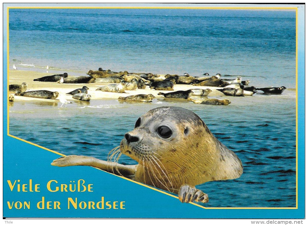 Viele Grüsse Von Der Nordsee - PHOQUE - Other & Unclassified