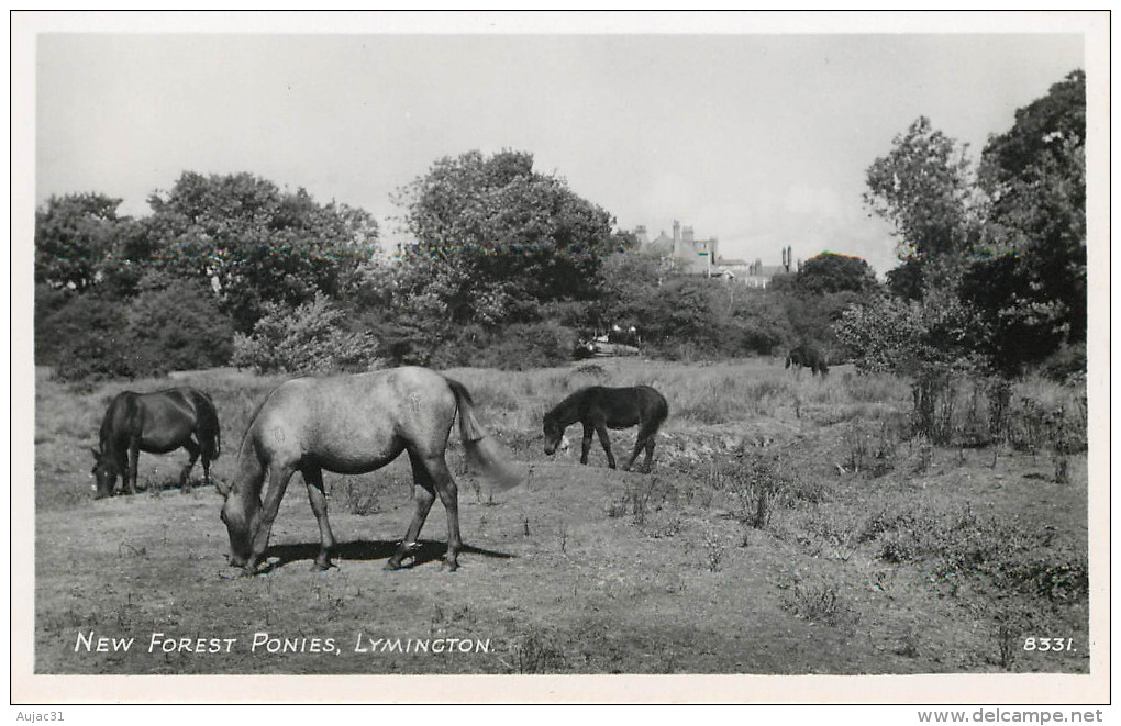 Angleterre - Hampshire - Lymington - Animaux - Chevaux - Poneys - Nex Forest Ponies - Bon état - Autres & Non Classés