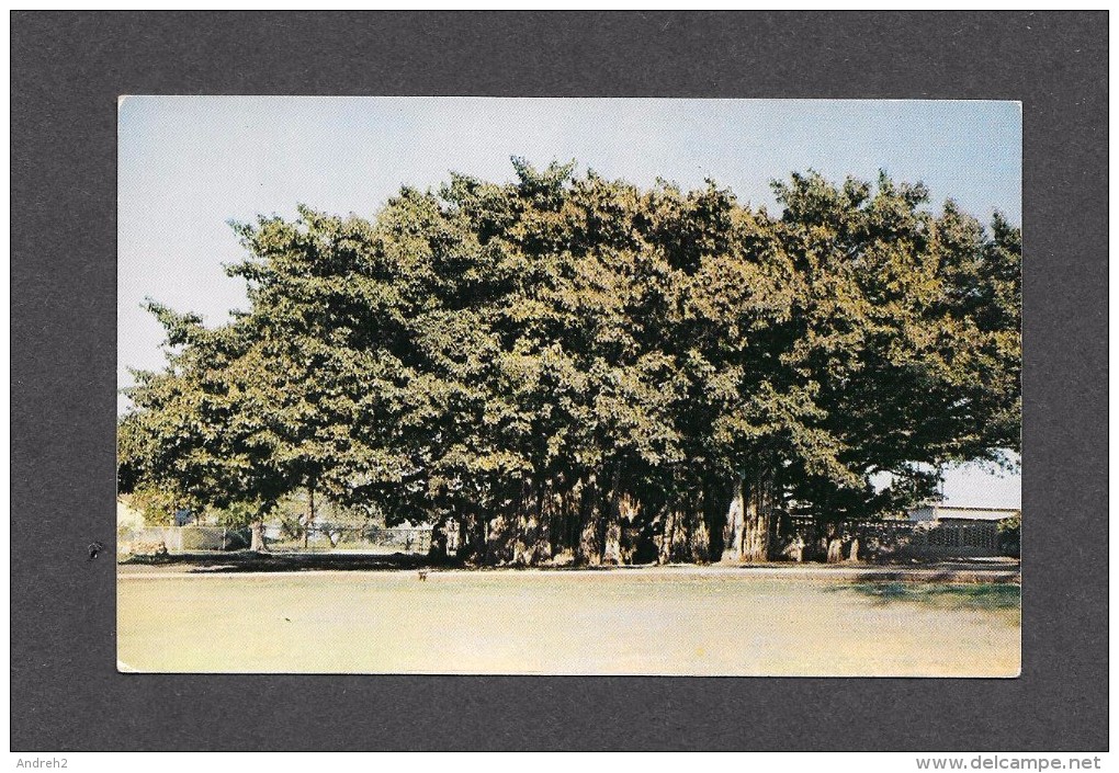 FLEURS - ARBRES - BANYAN TREE - PHOTO BY IRVING ROSEN - Arbres