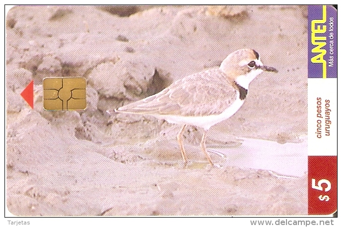 Nº 76 TARJETA DE UN PAJARO DE URUGUAY  CHORLITO DE COLLAR (BIRD) - Uruguay