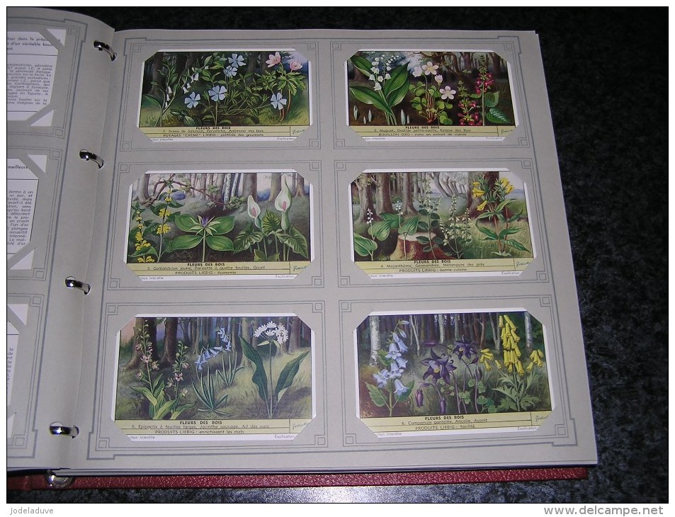 FLEURS DES BOIS Plantes Botanique   Liebig  Série Complète De 6 Chromos Trading Cards Chromo - Liebig