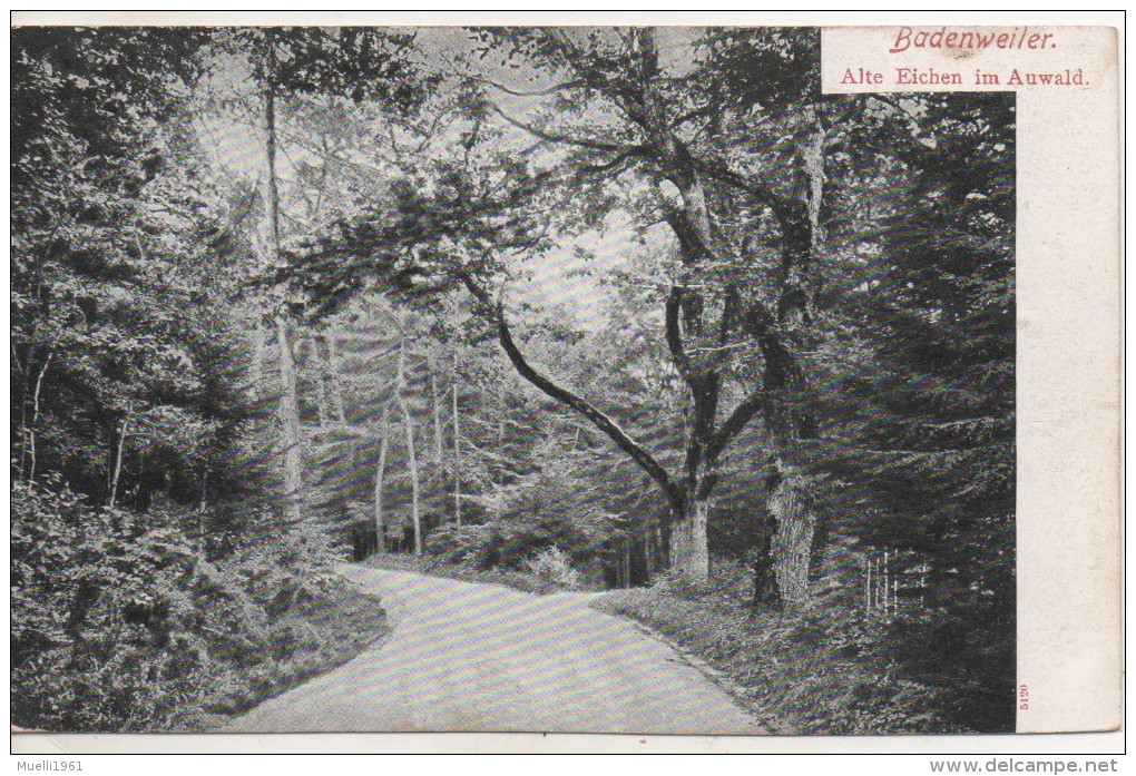 Nr. 3969,  Badenweiler, Alte Eichen Im Auwald - Badenweiler