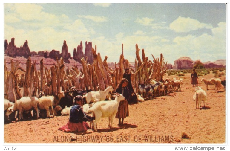 Williams Arizona On Route 66, Navajo Sheep Herd Scene, C1960s Vintage Postcard - Route '66'