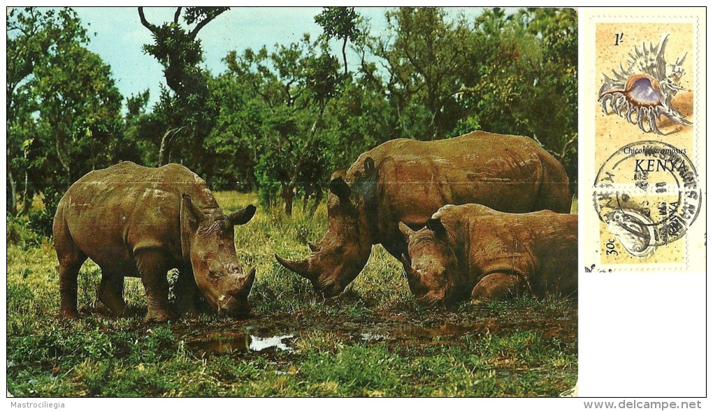 KENYA  KENIA   White Rhinoceroses  Rinoceronte Bianco  Nice Stamps Shell Theme - Rhinoceros