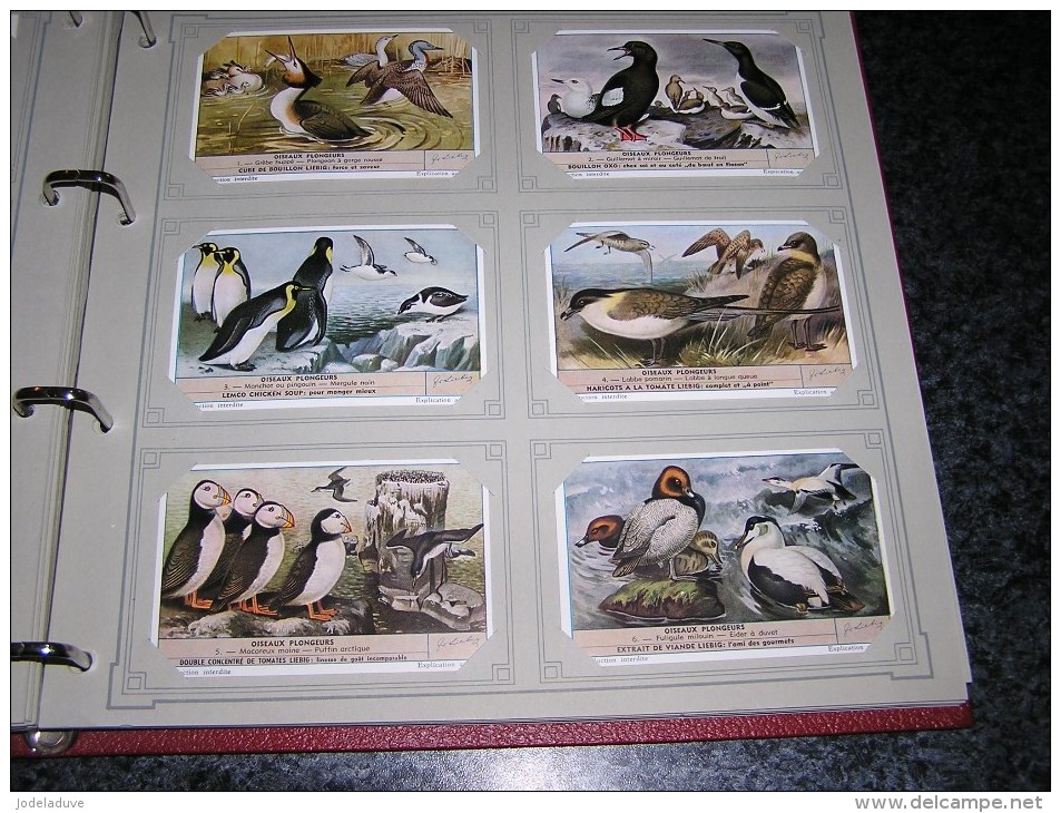 OISEAUX PLONGEURS Oiseau Bird Manchot Pingouin Eider Macareux Liebig  Série Complète De 6 Chromos Trading Cards Chromo - Liebig