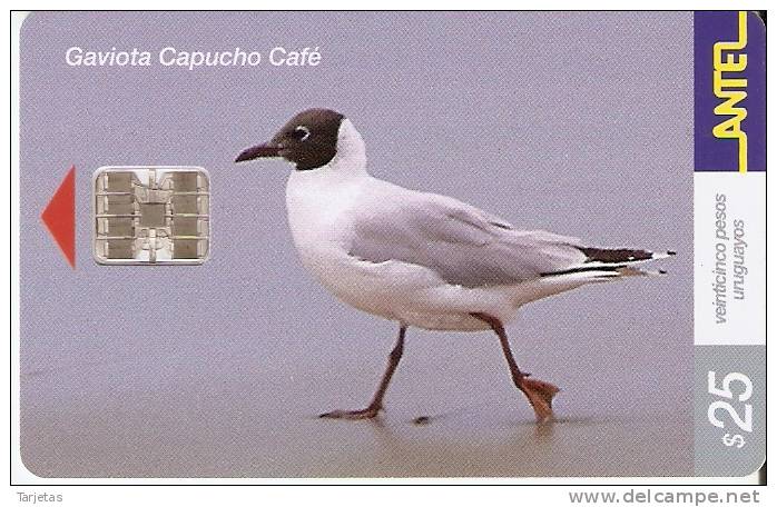 Nº 193 TARJETA DE UN PAJARO DE URUGUAY GAVIOTA CAPUCHO CAFE  (BIRD) - Uruguay