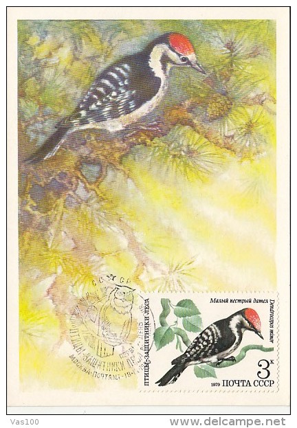 BIRDS, LESSER SPOTTED WOODPECKER, CM, MAXICARD, CARTES MAXIMUM, OBLIT FDC, 1979, RUSSIA - Piciformes (pájaros Carpinteros)