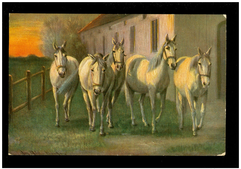 Cheval  Paard - Horses