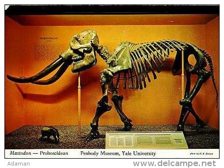 New  York  H93     Mastodon.Prohoscidean.Penbardy Museum , Yale University - Autres & Non Classés