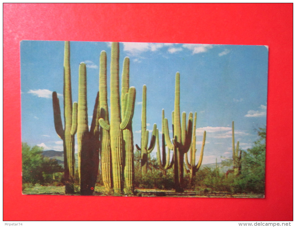 Arizona Desert Cactus Tree Postcard - Trees