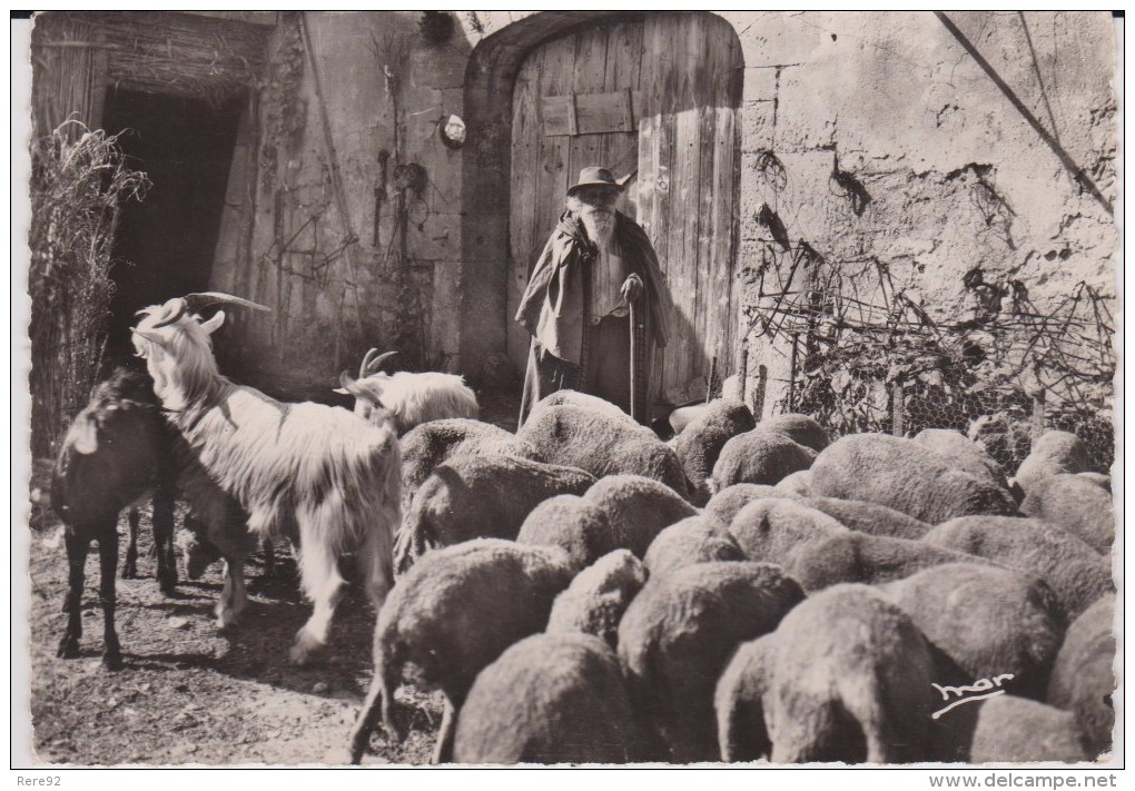 66 PYRÉNÉES ATLANTIQUE LE PAYS BASQUE TYPE BASQUE Vieux Berger    N° 6557 - Autres & Non Classés