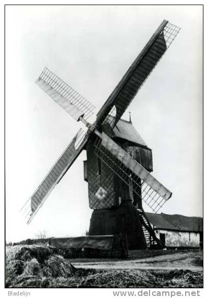 LAUWE Bij Menen (W.Vl.) - Molen/moulin - Fraaie Opname Van De Verdwenen Kleine Molen Of Rekkemmolen - Menen