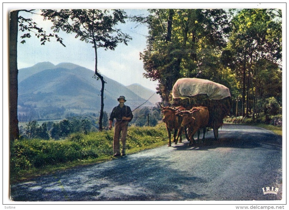 En Parcourant L'Auvergne - Un Attelage Pittoresque - Bœufs Tirant Une Charrette - écrite Non Timbrée - 2 Scans - Attelages