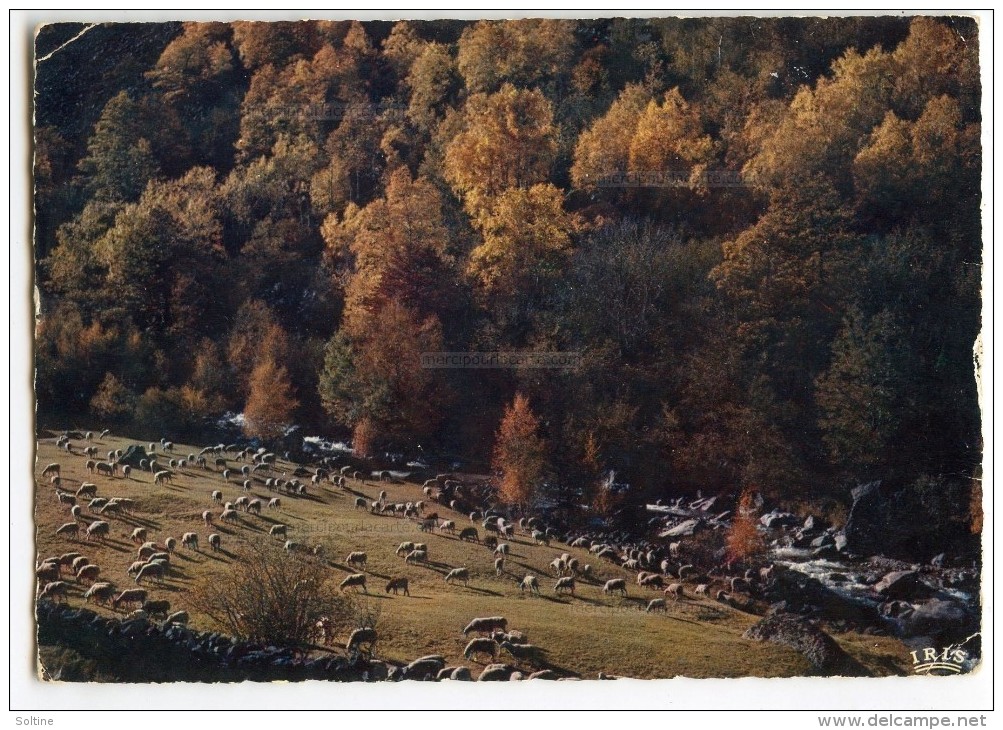 Pastorale D´automne - Moutons Paissant Près Du Ruisseau - écrite Et Timbrée - 2 Scans - Elevage