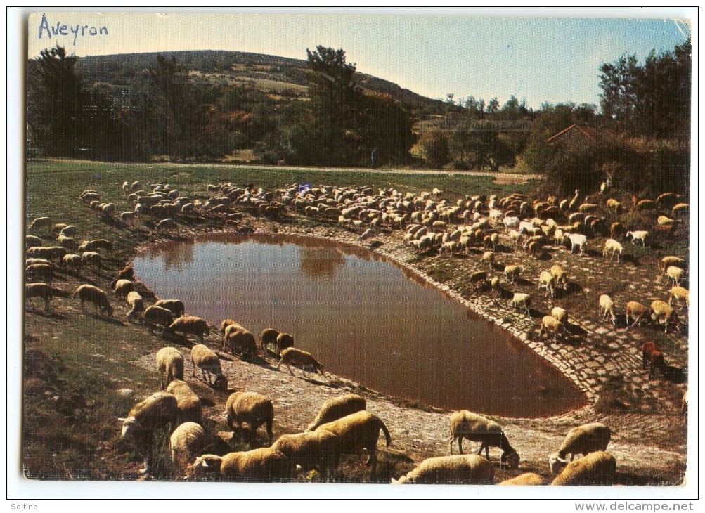 En Parcourant Les Causses - Le Troupeau De Moutons Autour D'une Lavogne - écrite Et Timbrée - 2 Scans - Elevage