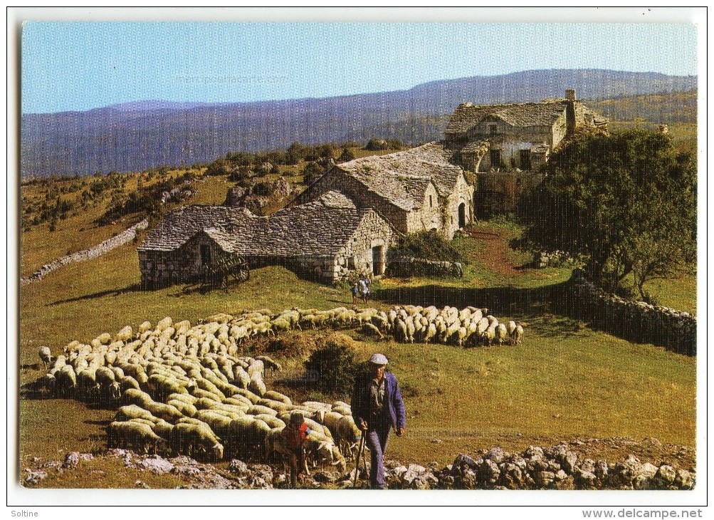 Départ Pour Le Pâturage - Ferme Paysan Moutons - Non écrite - 2 Scans - Granja