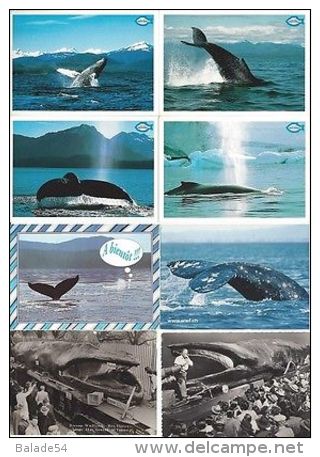 Lot De 10 CPM - BALEINE (baleines) Toutes Différentes - Sonstige & Ohne Zuordnung