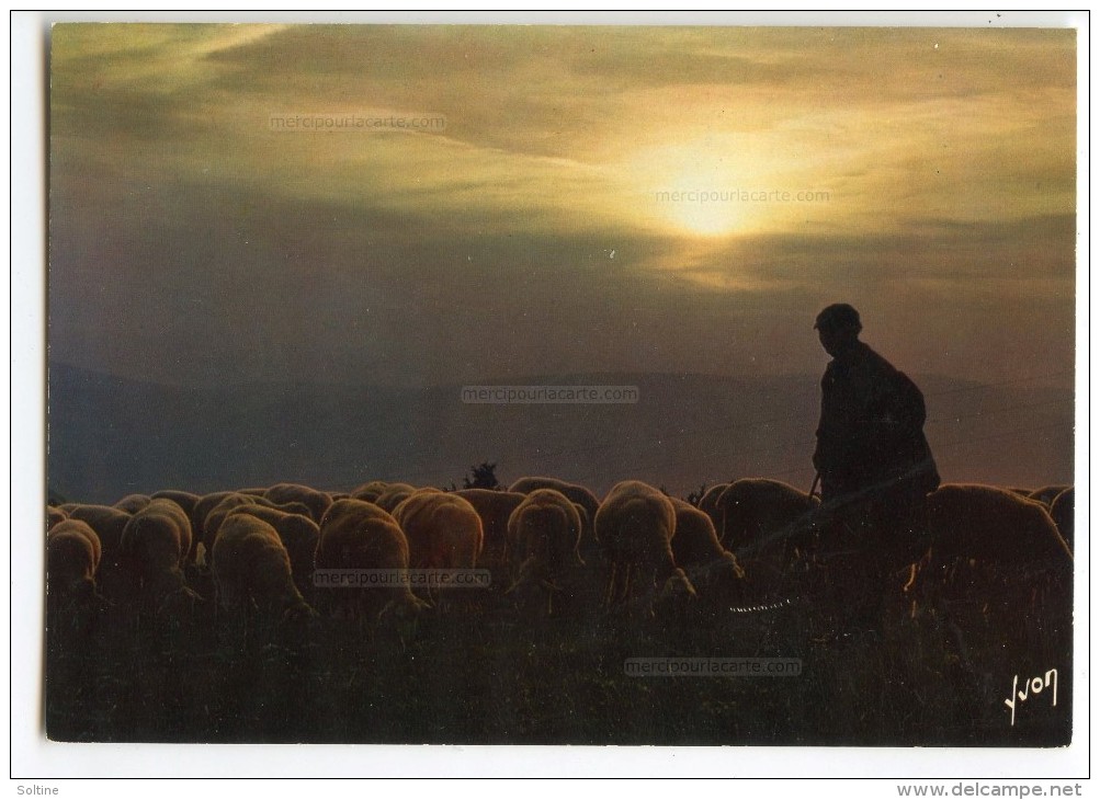 Crépuscule Sur Le Troupeau De Moutons, Berger - écrite Non Timbrée - 2 Scans - Elevage