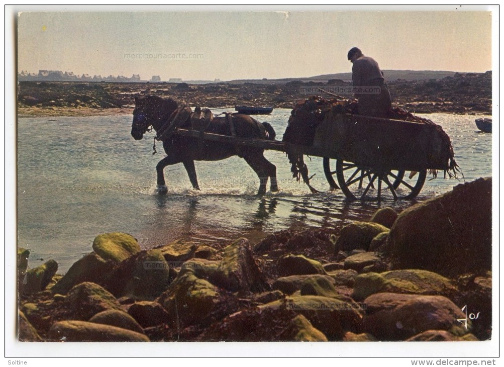 Travail De La Mer En Bretagne - Ramassage Du Goémon - Attelage Cheval - écrite Et Timbrée - 2 Scans - Bretagne