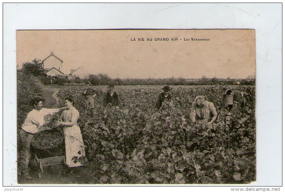 LA VIE AU GRAND AIR. LES VENDANGES - Wijnbouw