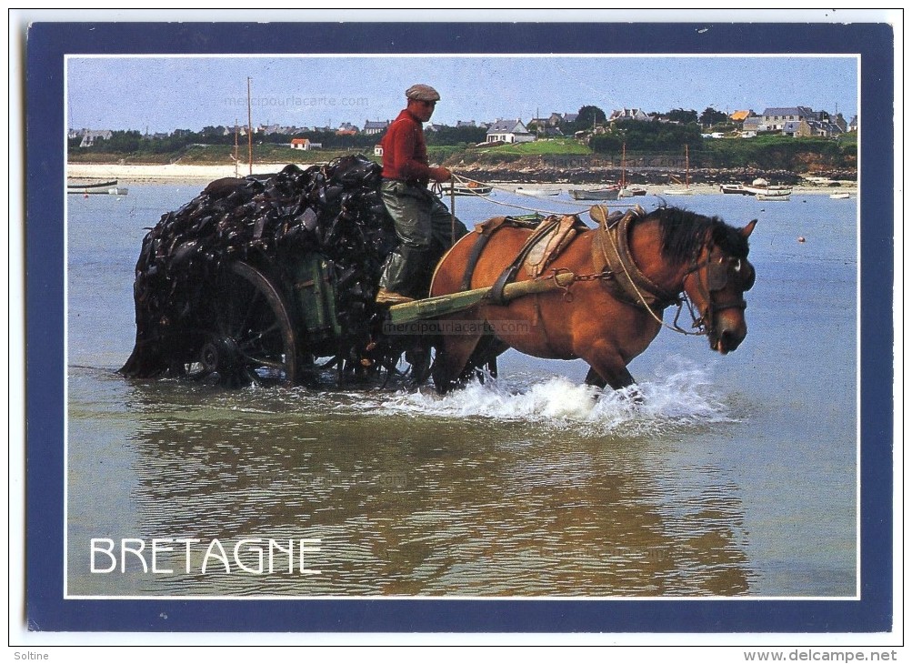 Bretagne - Charretée De Goëmon - Attelage Cheval Algues - écrite Non Timbrée - 2 Scans - Bretagne