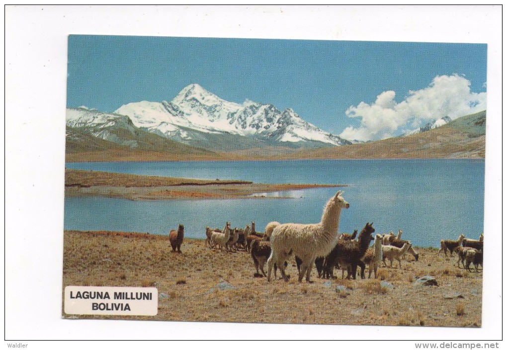 BOLIVIEN  --  CORDILLERA REAL  1982 - Bolivie