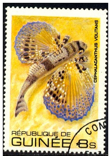 Fish, Flying Gurnard (Cephalacanthus Volitans), Guinea Stamp SC#802 Used - Guinée (1958-...)