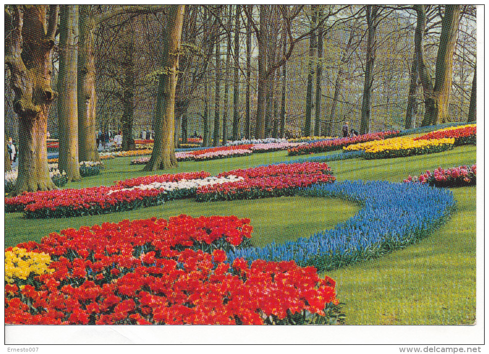 PK-CP Niederland/Holland, Lisse, Gebraucht, Siehe Bilder!*) - Lisse