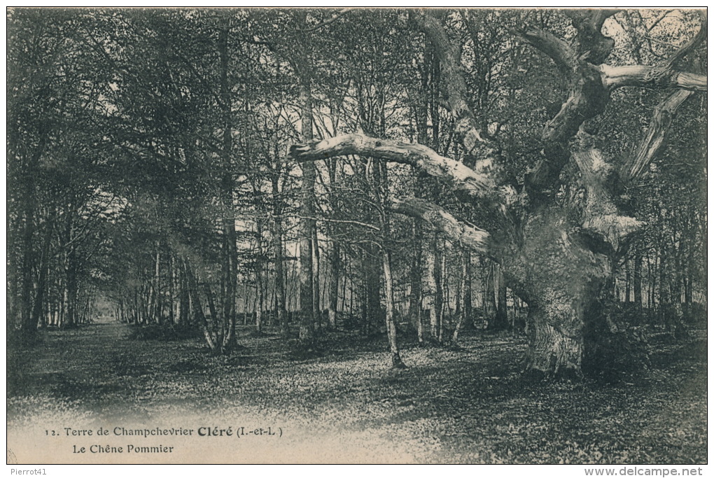 CLÉRÉ - Terre De CHAMPCHEVRIER - Le Chêne Pommier - Cléré-les-Pins