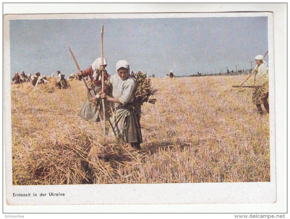 AK Ukraine, Landwirtschaft, Erntezeit In Der Ukraine, Erntebild, Ca. 1942 - Ukraine