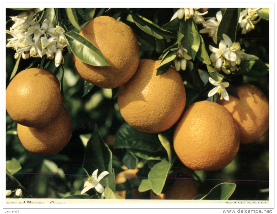 (333) Cyprus Oranges - Arbres