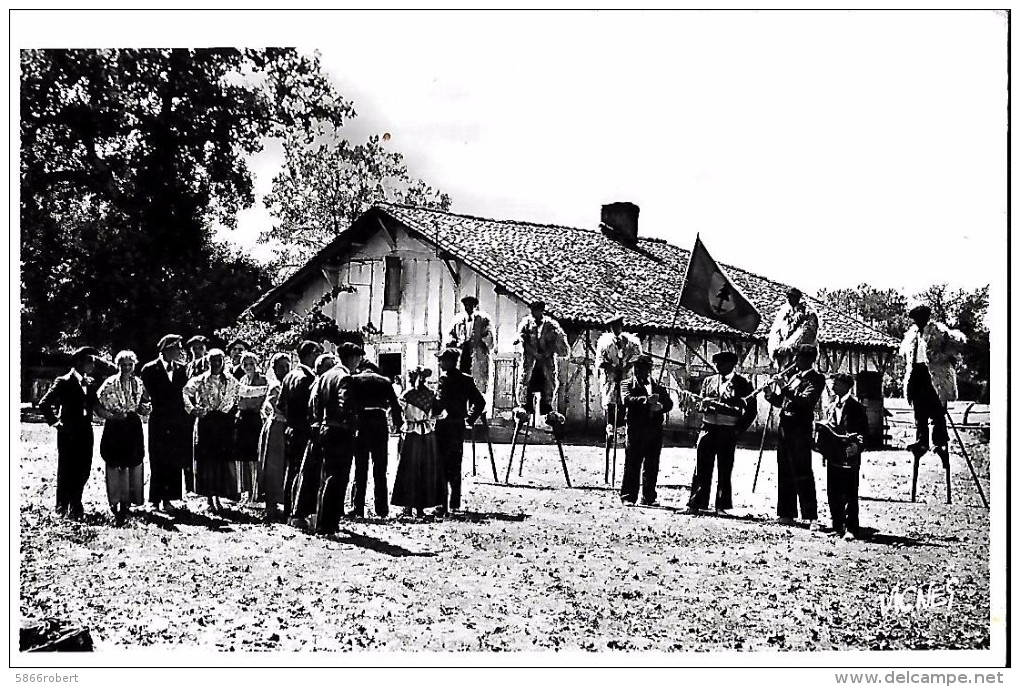 CARTE POSTALE ORIGINALE : CASTETS  AU PAYS LANDAIS  SCENE AVEC LOUS CIGALOUS DE MORCENX  ANIMEE  LANDES (40) - Castets