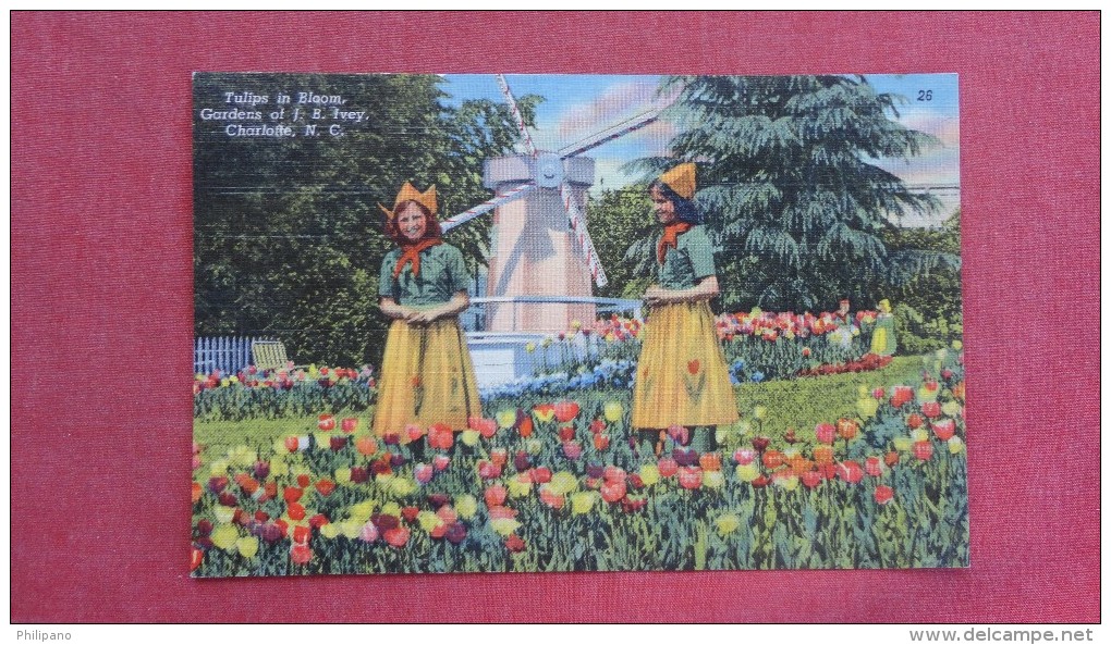 North Carolina> Charlotte  Tulips In Bloom Gardens Of I.B.Ivey  Windmill    ---  - - -2102 - Charlotte