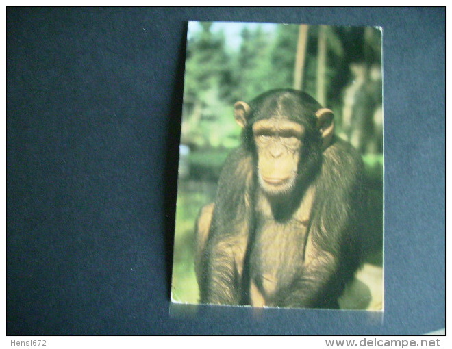 Pstk3439 : Amersfoort Dierenpark - Chimpansee - Amersfoort